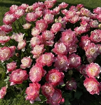 Tulipan Pink Size 5 løg